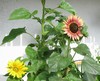  Bunte Sonnenblume-09 