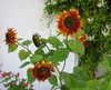  Bunte Sonnenblume-09 