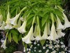  Weiße Trompetenblume 